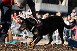 ENTRAINEMENT CHIEN DE DECOMBRE 083